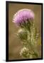 Purple Thistle Flower, Everglades National Park, Florida-Rob Sheppard-Framed Photographic Print