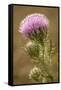 Purple Thistle Flower, Everglades National Park, Florida-Rob Sheppard-Framed Stretched Canvas