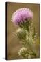 Purple Thistle Flower, Everglades National Park, Florida-Rob Sheppard-Stretched Canvas