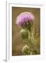 Purple Thistle Flower, Everglades National Park, Florida-Rob Sheppard-Framed Photographic Print