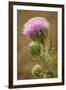 Purple Thistle Flower, Everglades National Park, Florida-Rob Sheppard-Framed Photographic Print