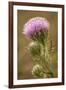 Purple Thistle Flower, Everglades National Park, Florida-Rob Sheppard-Framed Photographic Print