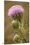 Purple Thistle Flower, Everglades National Park, Florida-Rob Sheppard-Mounted Photographic Print