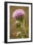 Purple Thistle Flower, Everglades National Park, Florida-Rob Sheppard-Framed Photographic Print