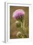 Purple Thistle Flower, Everglades National Park, Florida-Rob Sheppard-Framed Photographic Print