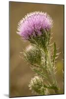 Purple Thistle Flower, Everglades National Park, Florida-Rob Sheppard-Mounted Photographic Print