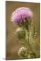 Purple Thistle Flower, Everglades National Park, Florida-Rob Sheppard-Mounted Photographic Print