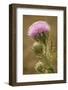 Purple Thistle Flower, Everglades National Park, Florida-Rob Sheppard-Framed Photographic Print