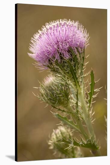 Purple Thistle Flower, Everglades National Park, Florida-Rob Sheppard-Stretched Canvas