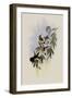 Purple-Throated Adelomyia, Adelomyia Inornata-John Gould-Framed Giclee Print