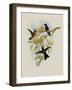 Purple-Throated Hummingbird, Oreopyra Calol?ma-John Gould-Framed Giclee Print