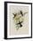 Purple-Throated Hummingbird, Oreopyra Calol?ma-John Gould-Framed Giclee Print