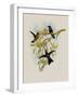 Purple-Throated Hummingbird, Oreopyra Calol?ma-John Gould-Framed Giclee Print