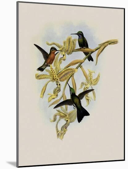 Purple-Throated Hummingbird, Oreopyra Calol?ma-John Gould-Mounted Giclee Print
