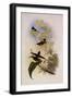 Purple-Throated Hummingbird, Trochilus Alexandri-John Gould-Framed Giclee Print