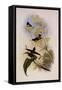 Purple-Throated Hummingbird, Trochilus Alexandri-John Gould-Framed Stretched Canvas