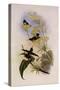 Purple-Throated Hummingbird, Trochilus Alexandri-John Gould-Stretched Canvas