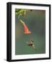 Purple-throated mountain gem, Atlantic Rainforest, Costa Rica-Melvin Grey-Framed Photographic Print