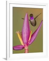 Purple-throated woodstar hummingbird, Ecuador-Art Wolfe Wolfe-Framed Photographic Print