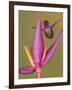 Purple-throated woodstar hummingbird, Ecuador-Art Wolfe Wolfe-Framed Photographic Print