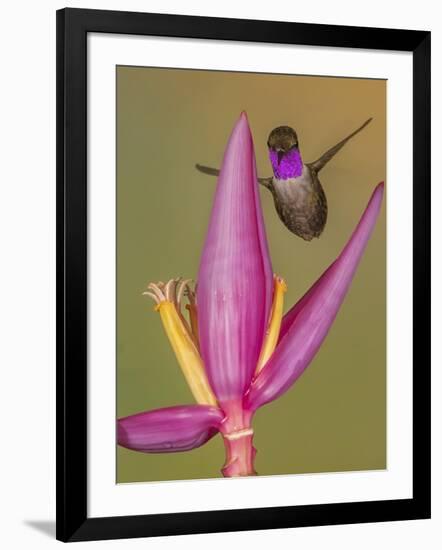 Purple-throated woodstar hummingbird, Ecuador-Art Wolfe Wolfe-Framed Photographic Print