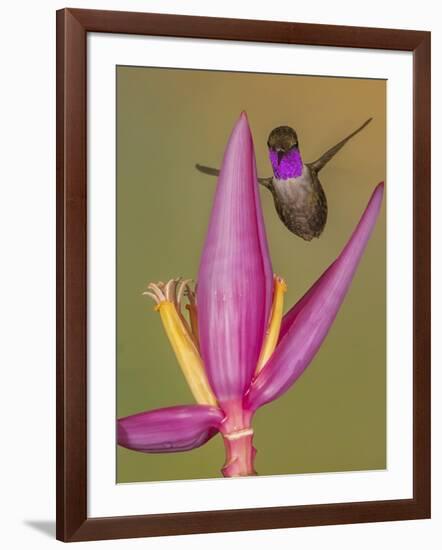 Purple-throated woodstar hummingbird, Ecuador-Art Wolfe Wolfe-Framed Photographic Print