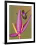 Purple-throated woodstar hummingbird, Ecuador-Art Wolfe Wolfe-Framed Photographic Print