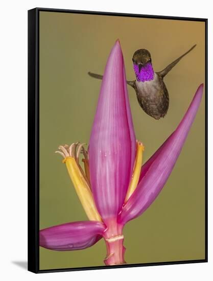 Purple-throated woodstar hummingbird, Ecuador-Art Wolfe Wolfe-Framed Stretched Canvas