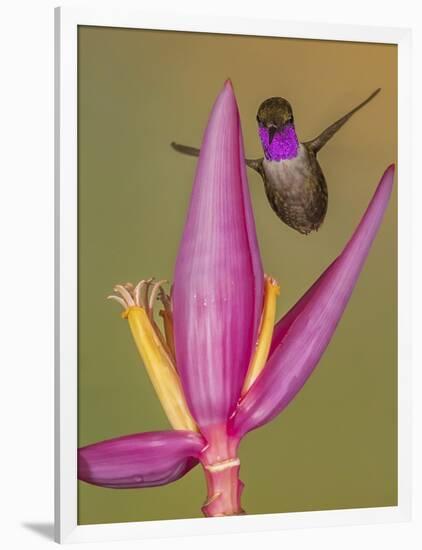 Purple-throated woodstar hummingbird, Ecuador-Art Wolfe Wolfe-Framed Photographic Print