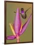 Purple-throated woodstar hummingbird, Ecuador-Art Wolfe Wolfe-Framed Photographic Print