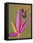 Purple-throated woodstar hummingbird, Ecuador-Art Wolfe Wolfe-Framed Stretched Canvas