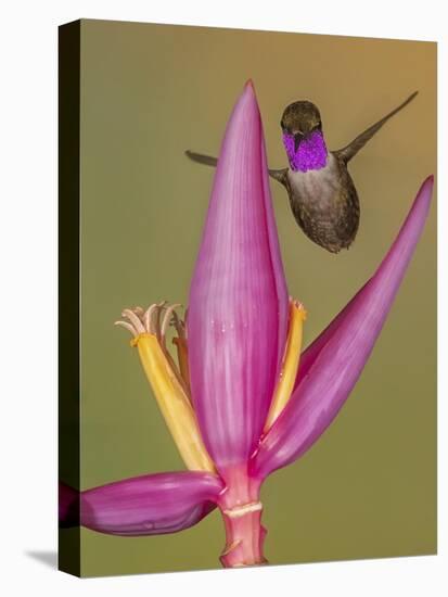 Purple-throated woodstar hummingbird, Ecuador-Art Wolfe Wolfe-Stretched Canvas