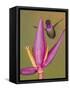 Purple-throated woodstar hummingbird, Ecuador-Art Wolfe Wolfe-Framed Stretched Canvas