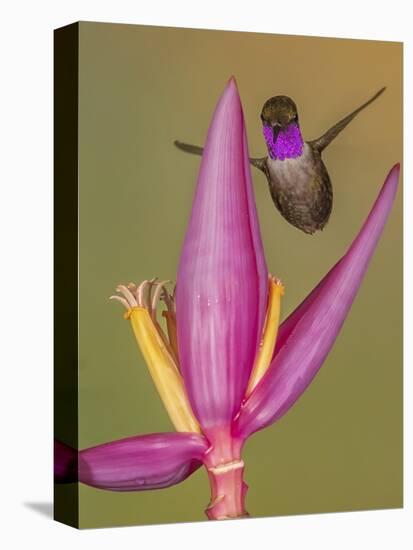 Purple-throated woodstar hummingbird, Ecuador-Art Wolfe Wolfe-Stretched Canvas