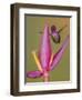 Purple-throated woodstar hummingbird, Ecuador-Art Wolfe Wolfe-Framed Photographic Print