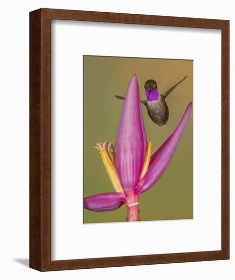 Purple-throated woodstar hummingbird, Ecuador-Art Wolfe Wolfe-Framed Photographic Print