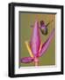 Purple-throated woodstar hummingbird, Ecuador-Art Wolfe Wolfe-Framed Photographic Print