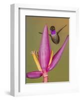 Purple-throated woodstar hummingbird, Ecuador-Art Wolfe Wolfe-Framed Photographic Print