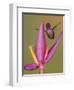 Purple-throated woodstar hummingbird, Ecuador-Art Wolfe Wolfe-Framed Photographic Print