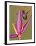 Purple-throated woodstar hummingbird, Ecuador-Art Wolfe Wolfe-Framed Photographic Print