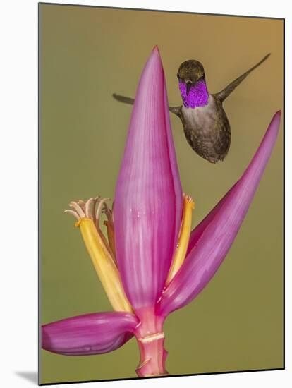 Purple-throated woodstar hummingbird, Ecuador-Art Wolfe Wolfe-Mounted Photographic Print