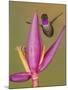 Purple-throated woodstar hummingbird, Ecuador-Art Wolfe Wolfe-Mounted Photographic Print