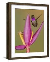 Purple-throated woodstar hummingbird, Ecuador-Art Wolfe Wolfe-Framed Photographic Print