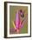 Purple-throated woodstar hummingbird, Ecuador-Art Wolfe Wolfe-Framed Photographic Print