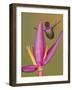Purple-throated woodstar hummingbird, Ecuador-Art Wolfe Wolfe-Framed Photographic Print