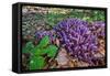 Purple toothwort / clandestine in flower in spring, Belgium-Philippe Clement-Framed Stretched Canvas