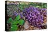 Purple toothwort / clandestine in flower in spring, Belgium-Philippe Clement-Stretched Canvas