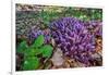 Purple toothwort / clandestine in flower in spring, Belgium-Philippe Clement-Framed Photographic Print