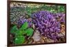 Purple toothwort / clandestine in flower in spring, Belgium-Philippe Clement-Framed Photographic Print