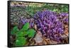 Purple toothwort / clandestine in flower in spring, Belgium-Philippe Clement-Framed Stretched Canvas